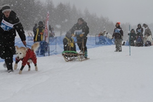 繝輔か繝ｼ繝峨ャ繧ｰ繧ｹ縲�the last sled race in Kinugawa